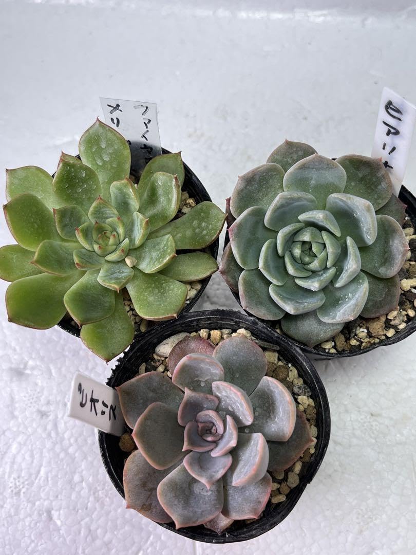 Amazon.co.jp: 多肉植物 韓国苗 ヒアリナ ファイヤーリップ リンゼアナ 