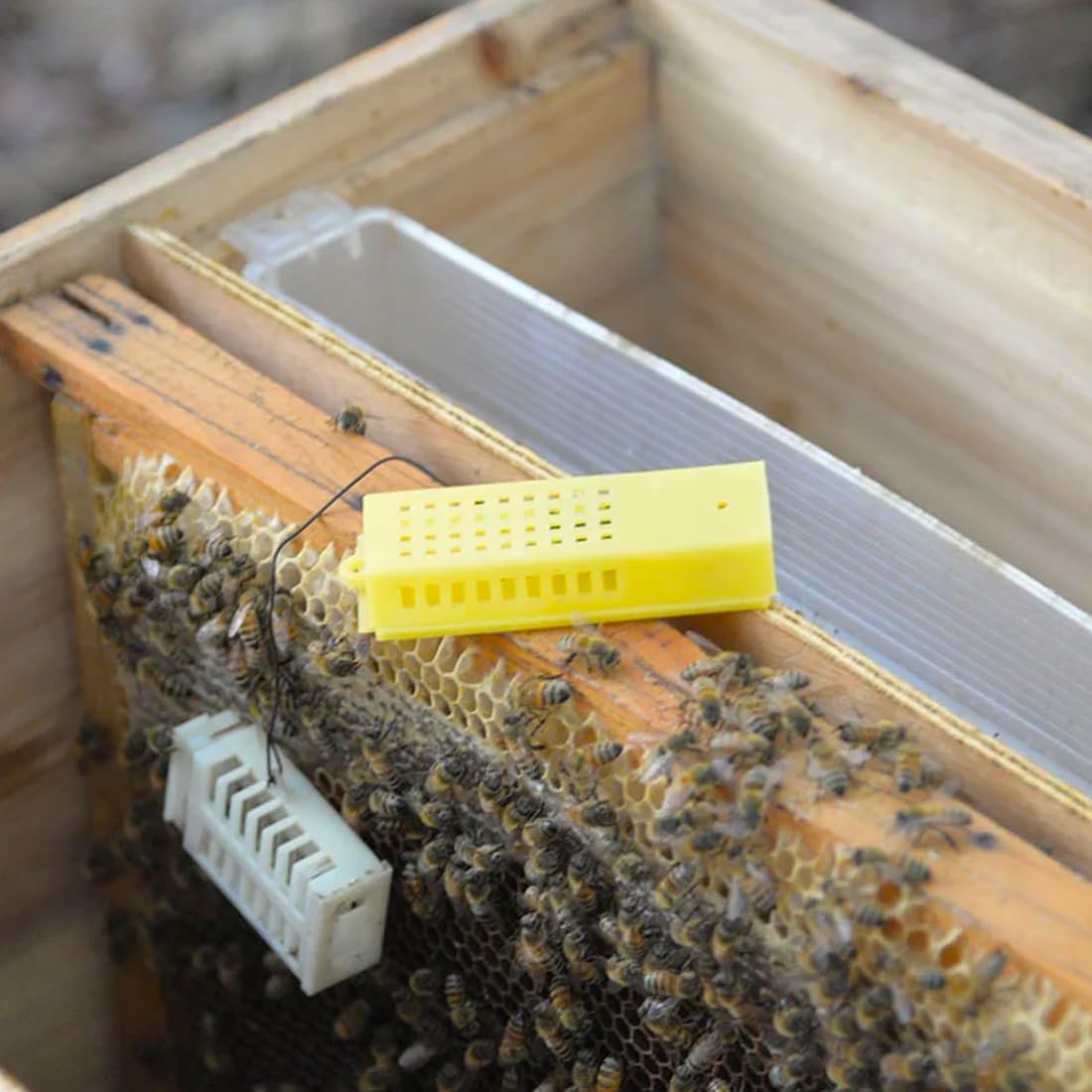 GXGM 12 Pièces Cages pour reines, Cages d'élevage de reine des abeilles, Cages en plastique pour reine des abeilles, Boîte d'élevage d'apiculture