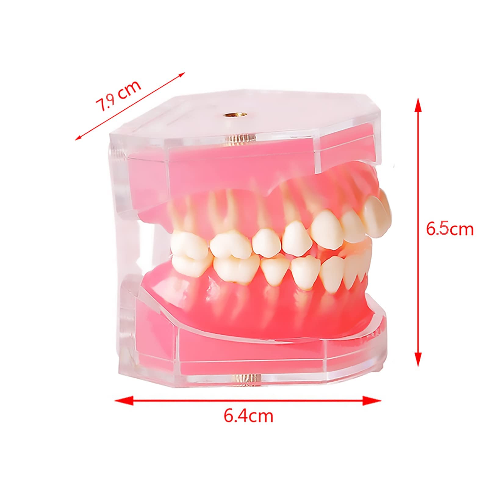 Amazon.co.jp: Cilevizy歯列模型 歯科モデル 歯が取り外し可能モデル