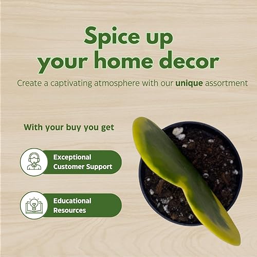 Miniatura 6 de BubbleBlooms Corazón abigarrado de Hoya Kerrii en maceta de 2 pulgadas con planta para el día de la madre