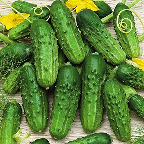 Pioneer Cucumbers - A GREAT Pickler or For Eating FRESH!!!!!!!!(25 - Seeds)