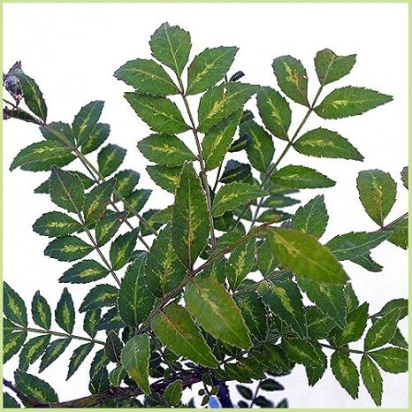 Amazon 山椒 さんしょう 苗木 葉山椒 果物