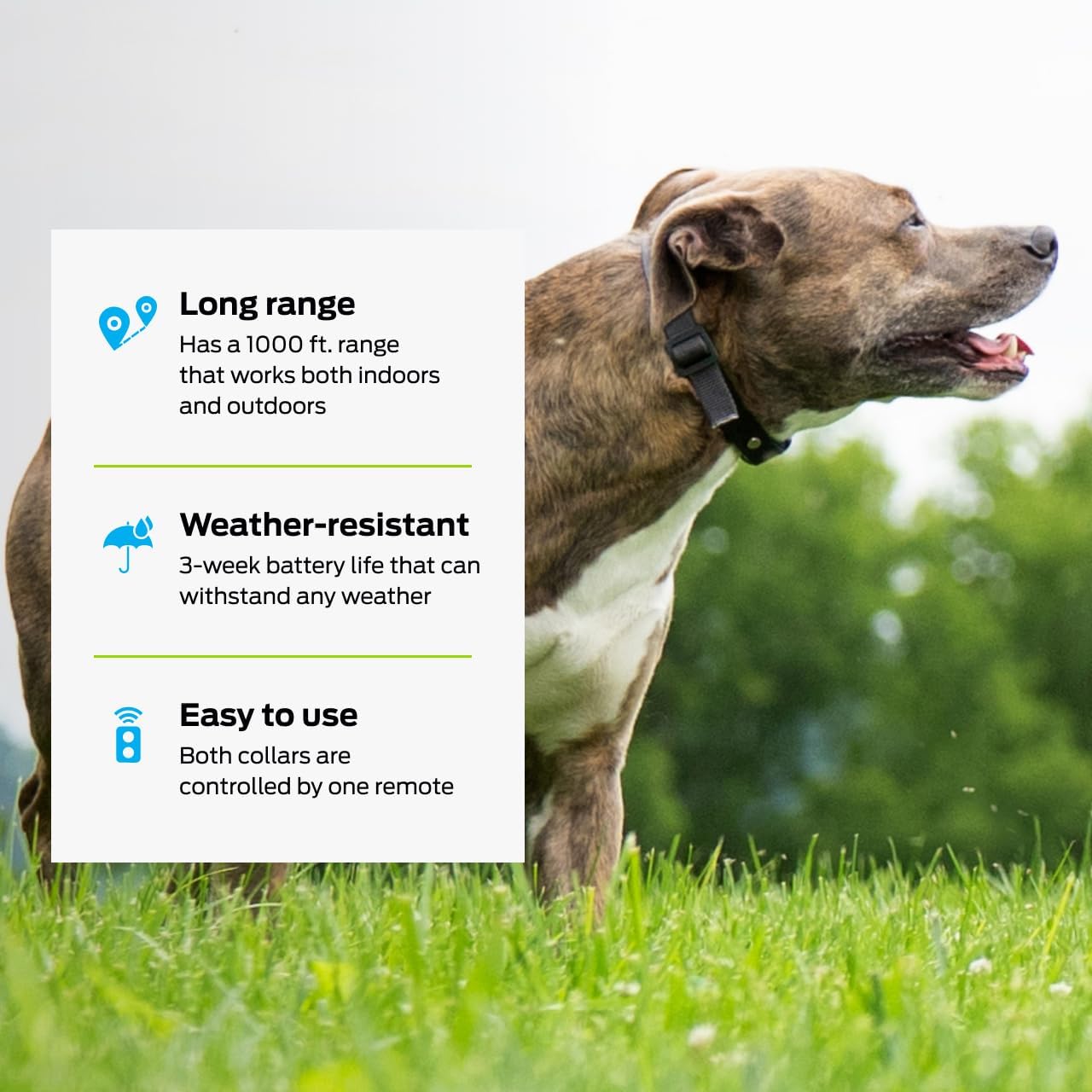 Premier Pet Dog Shock Collar - Safe Behavior Training - 1000ft Long Range Training Shock Collar with Remote - Waterproof Rechargeable Design - 3 Modes - 16 Levels of Static Stimulation - 2 Collars