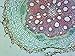 Typical Monocot Stem, Helianthus Root - Microscope Slide