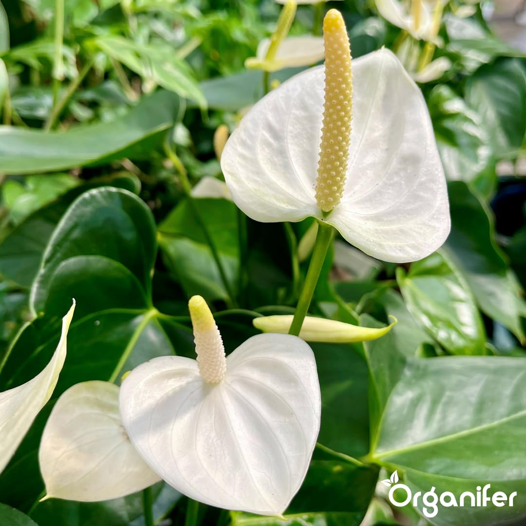 Anthurium Engrais liquide – Engrais liquide organique pour fleurs abondantes & racines solides – Favorise les tiges & vitalité – Organifer (1L)