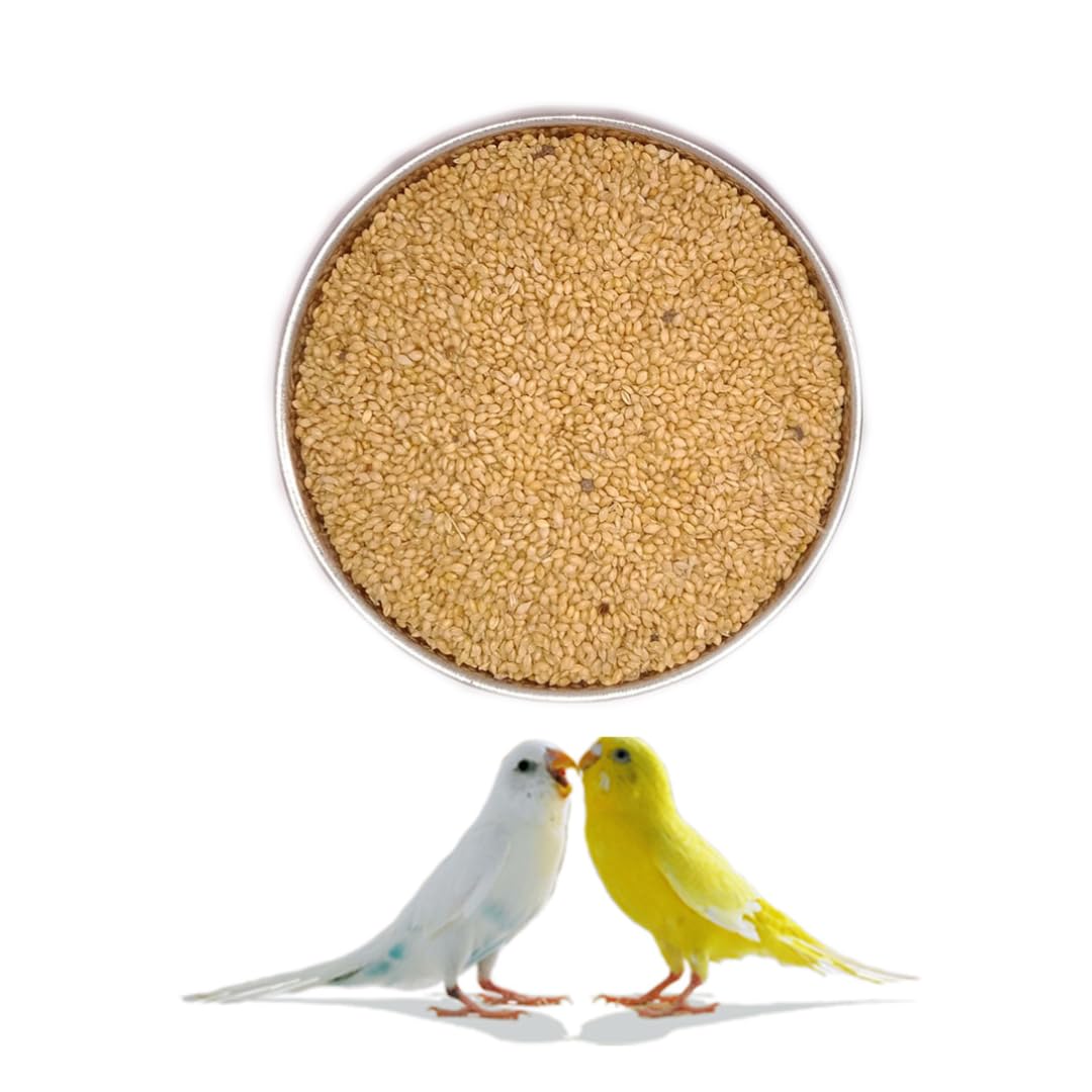 See full amazon price history chart for Foxtail Millet (kangni Seed) Birds Food for All Life Stages Waxbills, Love Birds, Parrots, Finches, Parakeets, Cockatiels.(450gm) Foxtail Millet (kangni Seed) Birds Food for All Life Stages Waxbills, Love Birds, Parrots, Finches, Parakeets, Cockatiels.(450gm) (B0CKPX8D4F) Amazon Price History, Amazon Price Tracker