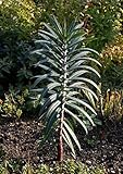 euphorbia paralias mit Anzuchtanleitung Kreuzblättrige Wolfsmilch Euphorbia lathyris 20 Samen
