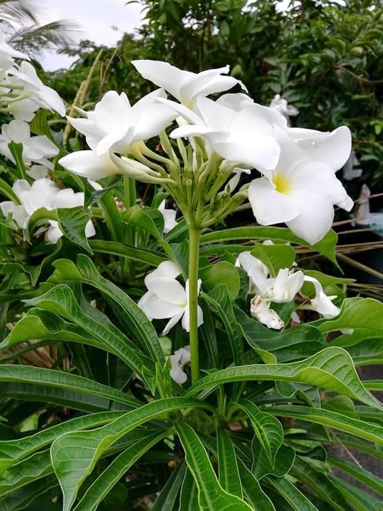 Live Nag Champa white Flower Plant 1 Live Healthy plant