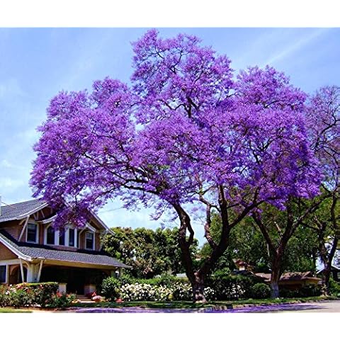 Graines d'Arbre Bluebell - Paulownia Tomentosa Cover