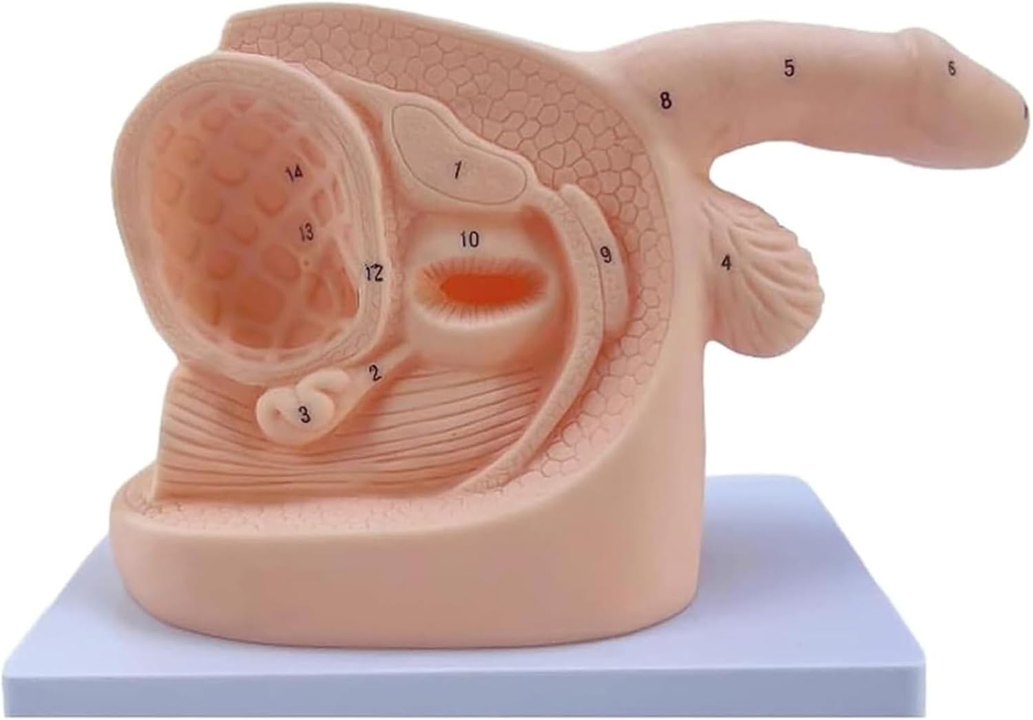 Anatomical Urinary System Model Set, Portable Clinical Simulator Reusable - Dual Gender Educational Kit for Biology Studies (PVC, 1.1lbs)(Male)