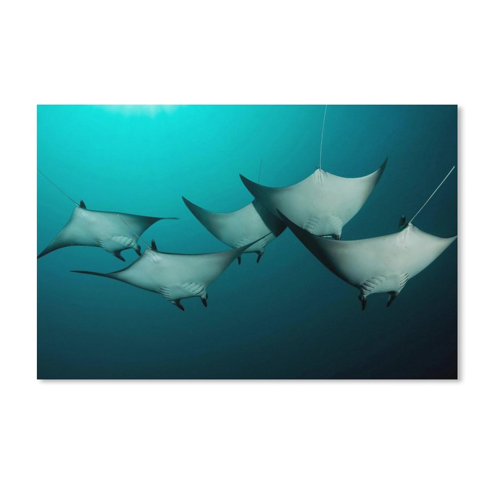 Jigsaw Puzzle 200 Piece，Stingray Manta Ray，Classic Puzzle Adult Puzzle DIY Kit paper Toy Unique Gift Modern Home Decor 35x25CM