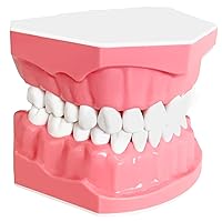 Vista 1 de Modelo dental Tamaño estándar para la práctica de cepillado y hilo dental - Dientes de silicona Typodont con encía visible, herramienta