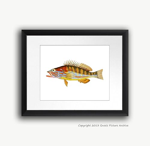 Miniatura 6 de Juego de 4 impresiones artísticas de peces tropicales sin marco, color arco iris, decoración de baño de playa y pescado_4A