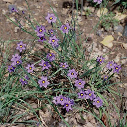 Outsidepride Blue-Eyed Ornamental Grass Sisyrinchium Drought Tolerant Grass Plants - 1 Oz #TOP24