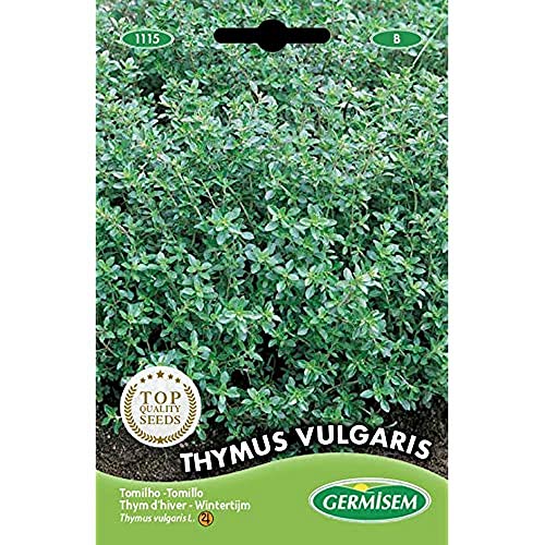 Preisvergleich Produktbild Germisem Thymian THYMUS VULGARIS, mehrfarbig, EC1115