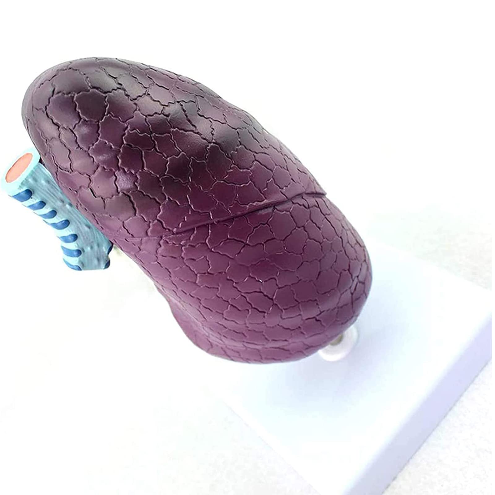 Anatomiemodelle, L2/3 Menschliches anatomisches Modell in Lebensgröße for
