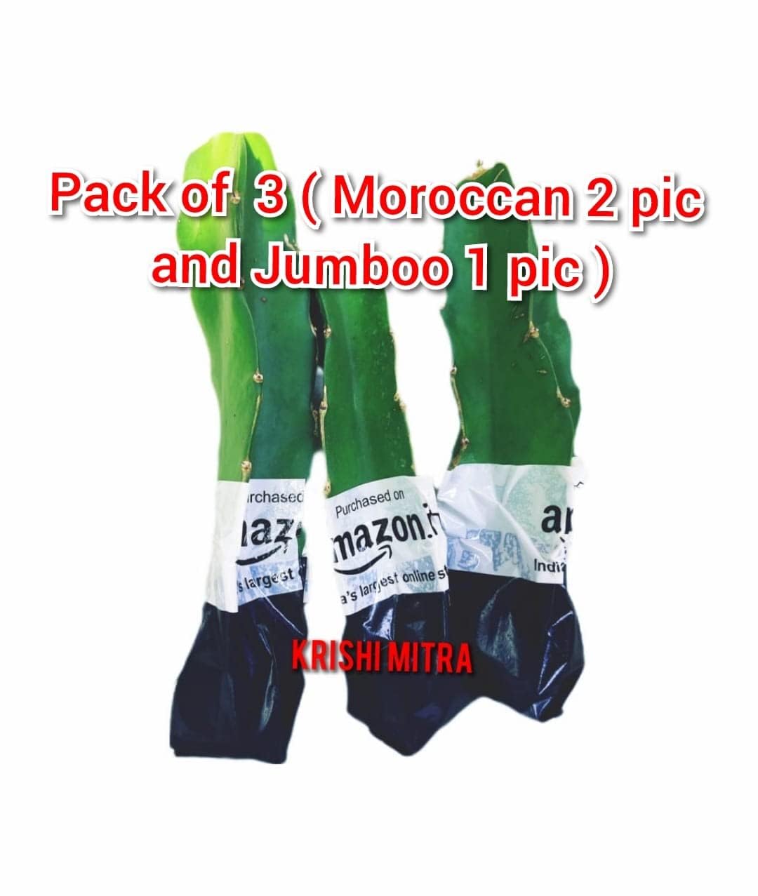 KRISHI MITRA Dragon Fruit Live Plant 7" to 8" inches (Hybrid, Pack of 3) ((Jumboo Red 1 pic and Moraccan Red 2 pic)) - Image 2 thumbnail