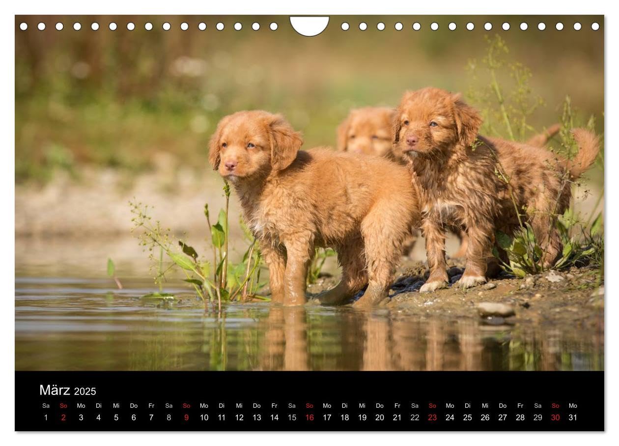 amazon-com-toller-nova-scotia-duck-tolling-retriever-wandkalender-2025-din-a4-quer-calvendo-monatskalender-calendar-anna-auerbach-office-products