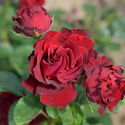 Heirloom Roses Rose Bush - Planta roja viva Dancing in The Dark para plantar al aire libre