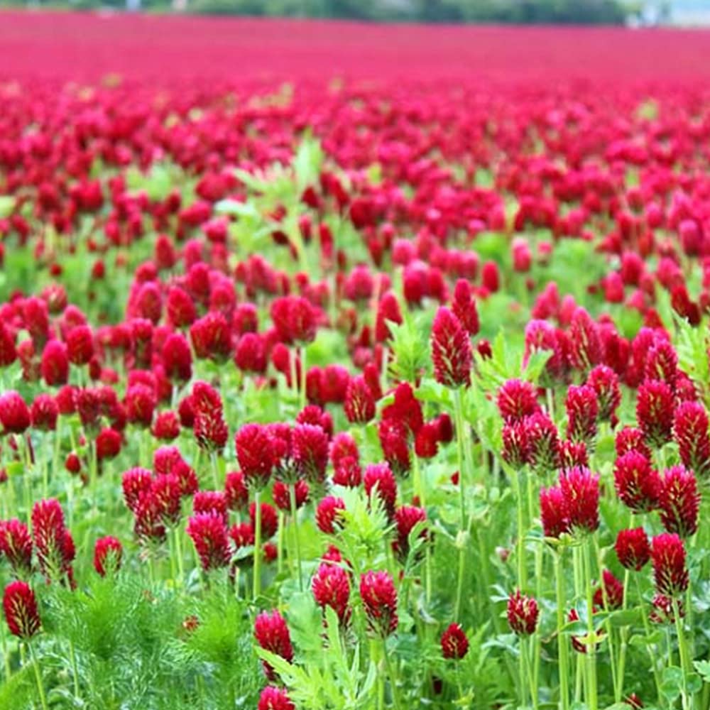 Buy4seeds 16500 Seeds Green Manure Crimson Clover Simple to Grow