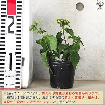 Amazon.co.jp: 山アジサイの苗 品種:津江の緑澄(ツエノミドリズミ) 3 Amazon.co.jp: 山アジサイの苗 品種:津江の緑澄(ツエノミドリズミ) 3