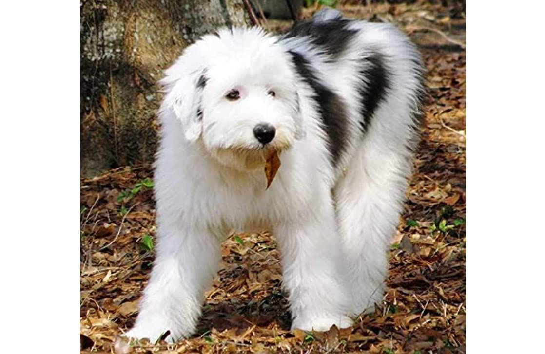 羊毛フェルト オーダー オールドイングリッシュシープドッグ 羊毛フェルト オーダー 「リアルで可愛いワンちゃん」 オールド