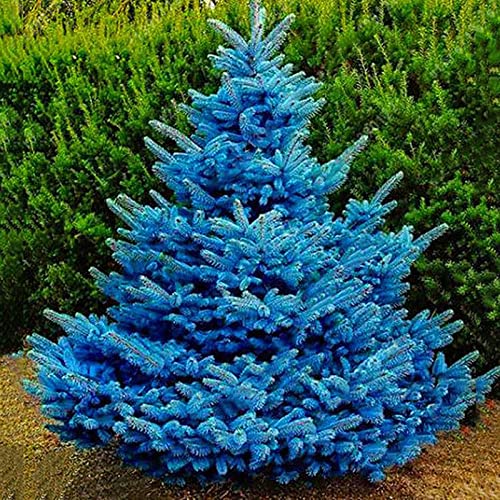 Saterkali Semillas de abeto azul, 100 piezas/bolsa Semillas de abeto azul Planta novedosa Anual Picea Pungens Plantas de árboles Plantas de semillero para jardín Semillas de Picea Pungens