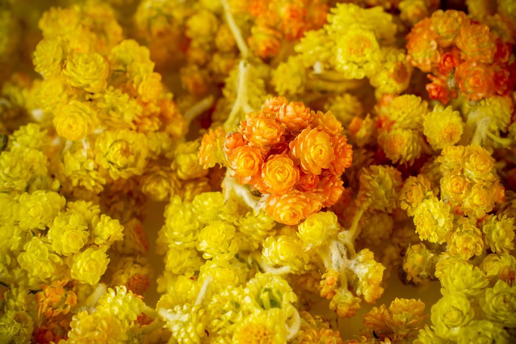 Immortelle (Helichrysum Graveolens) 2 OZ (57g) Loose Herbal Tea | Wild-Harvested from the Mountains of Armenia | Naturally Sourced with Rich Aroma and Distinct Flavor | Handpicked & Premium Quality