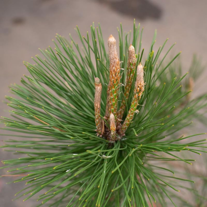 Indoor Pine Bonsai Tree Live Plant (1 Healthy Live Plant)-image-23