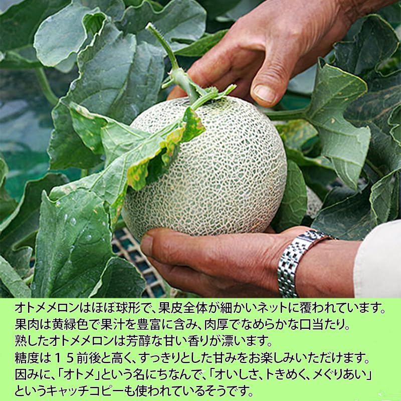 Amazon.co.jp: メロン 高級 国産 旬 青肉 アンデス 大玉 オトメメ