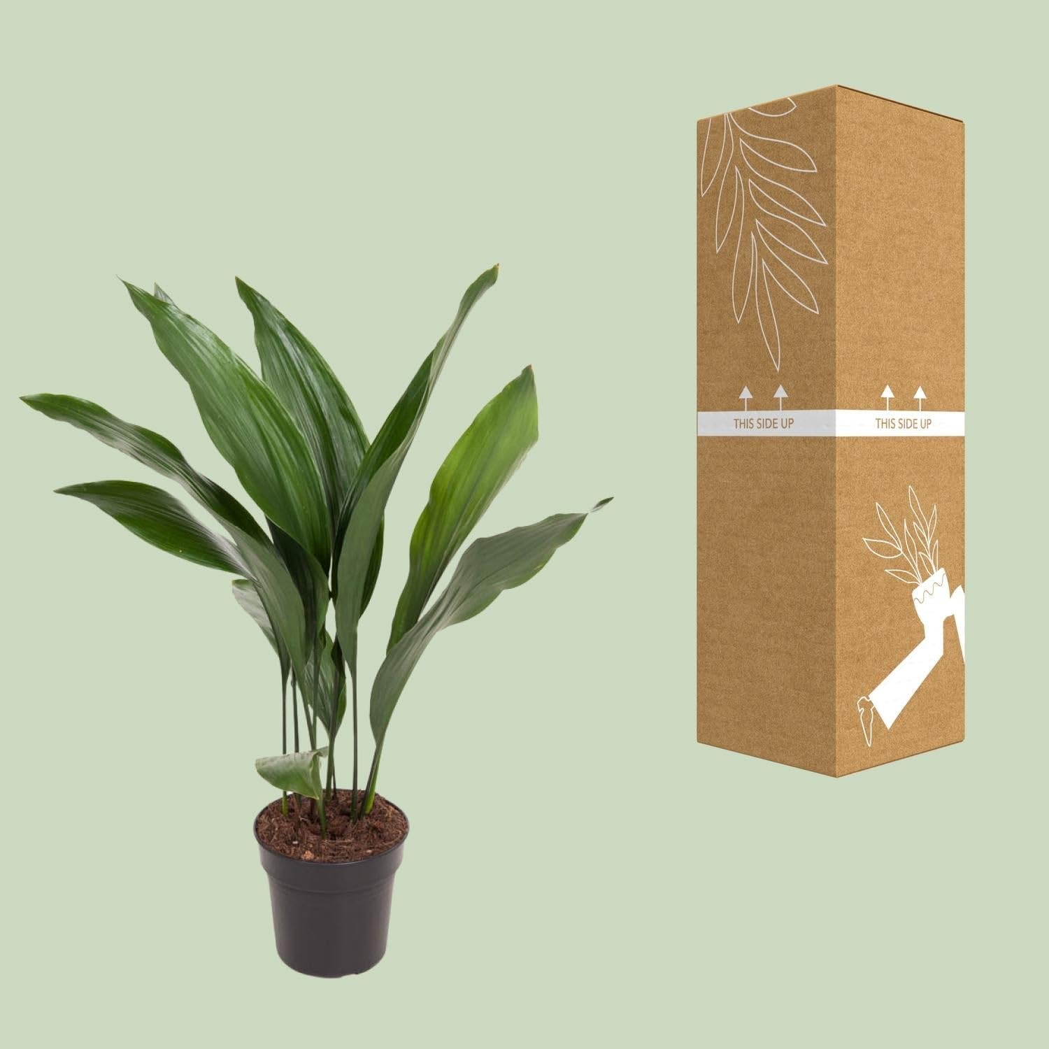 Aspidistra Elatior Zimmerpflanze Ø17 cm ca. 70 cm