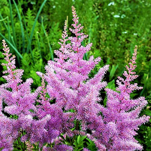 Astillbe Amethyst, Bulb, Plant, Root, Lavender Flowering, SeedsBulbsPlants&More