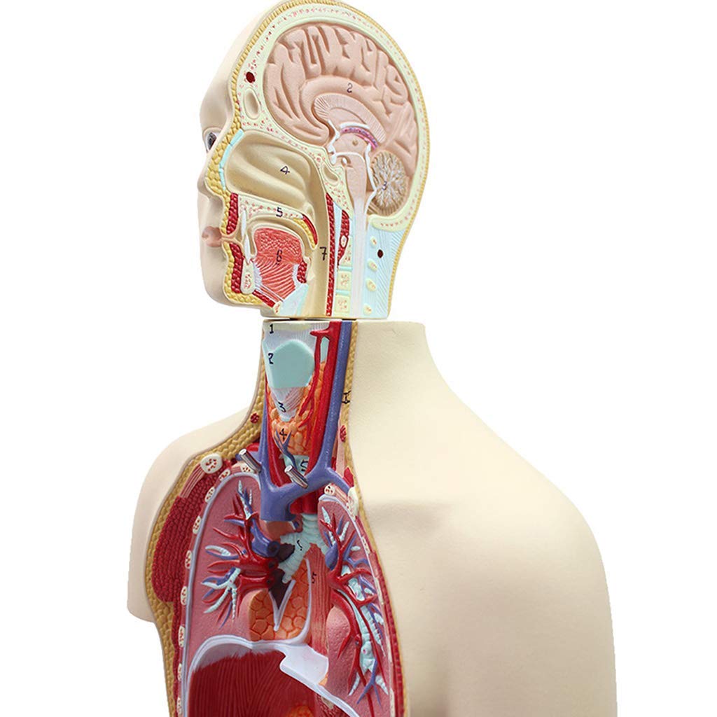 Amazon.co.jp: 人間の胴体の解剖学モデル-45Cm 分解可能な16ピースの