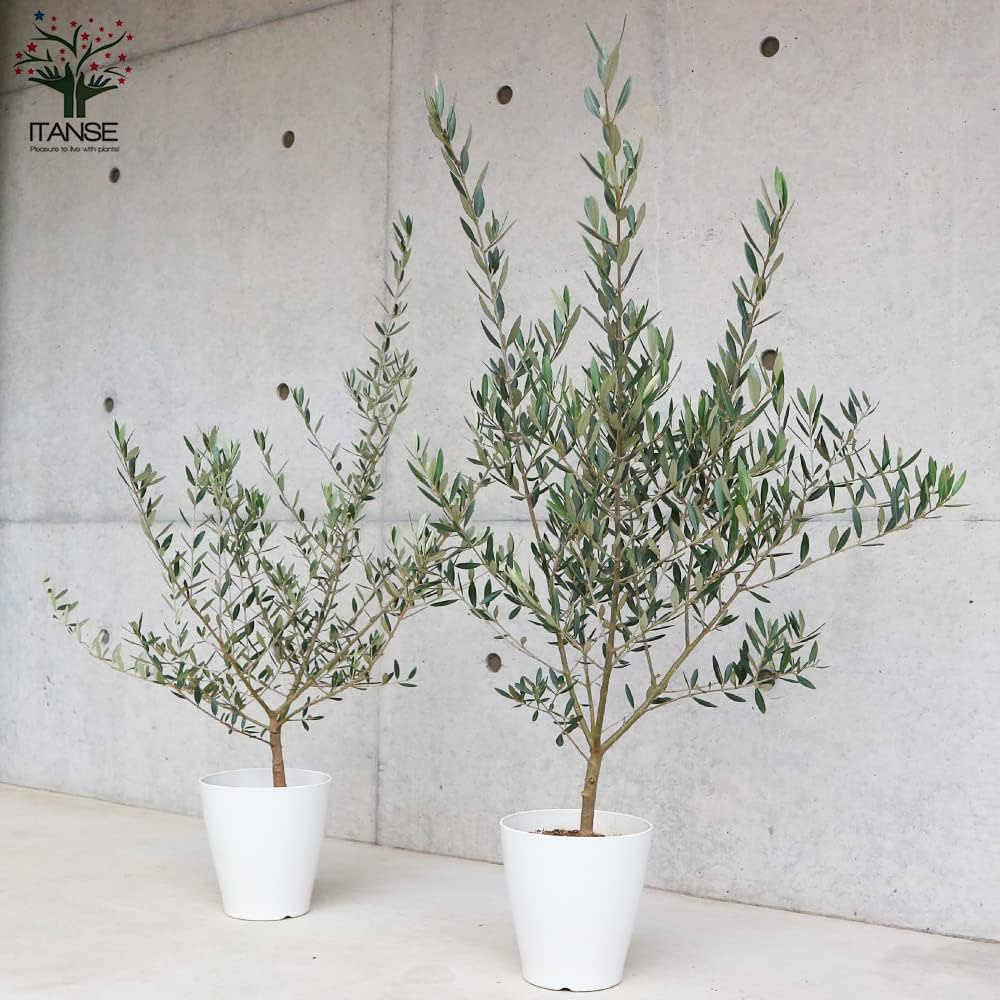 Amazon.co.jp: ITANSE オリーブの苗木 品種 ピクアル 6号白 Amazon.co.jp: ITANSE オリーブの苗木 品種 ピクアル 6号白