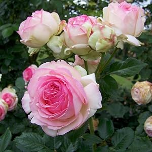 Pflanzen-Kölle Eden Rose Strauchrose im 6 L Topf