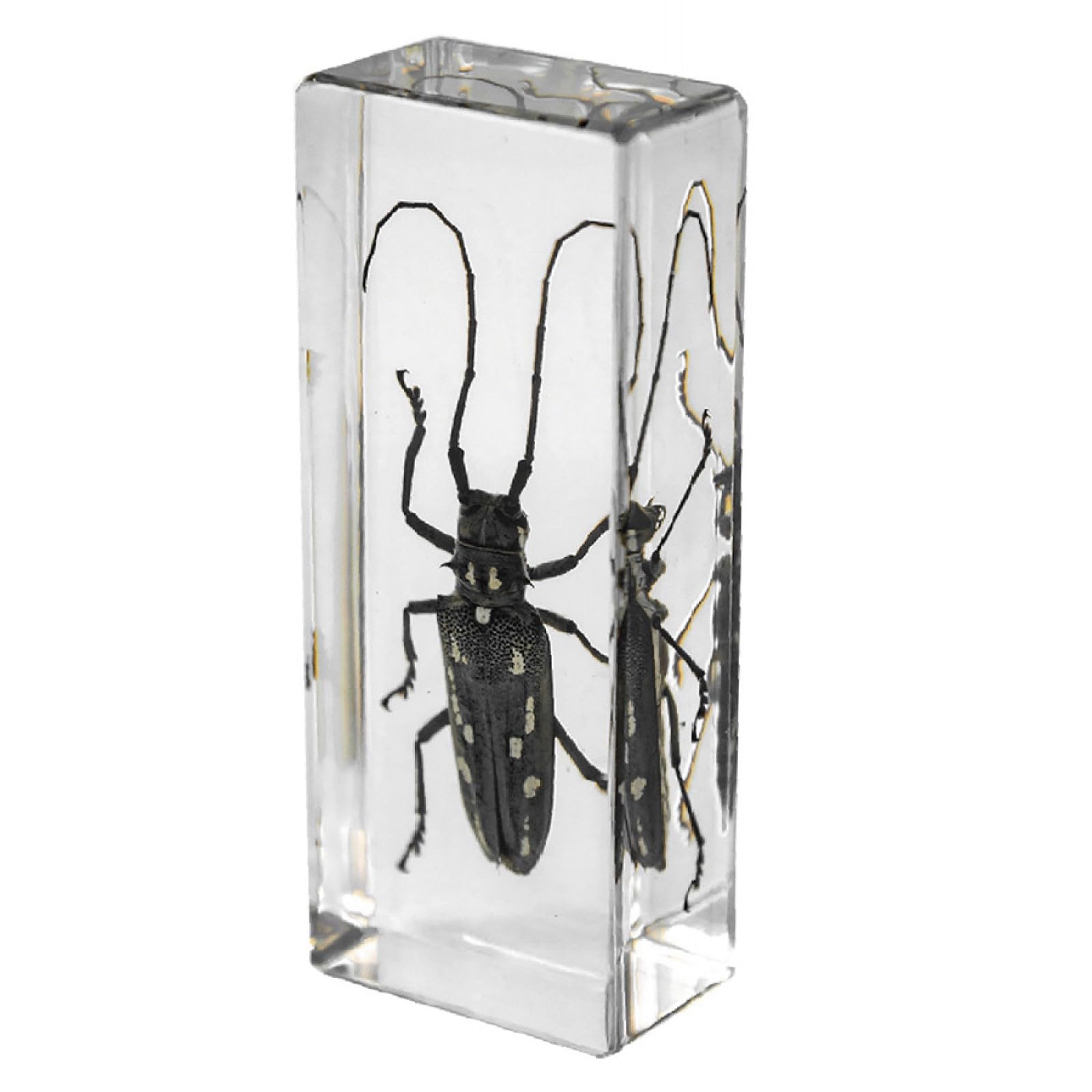 Drxrd Longicorn Specimen In Resin, Transparent Bug Taxidermy, Amber Insect Decor, For Science Classroom Science Education, Collection And Paperweights