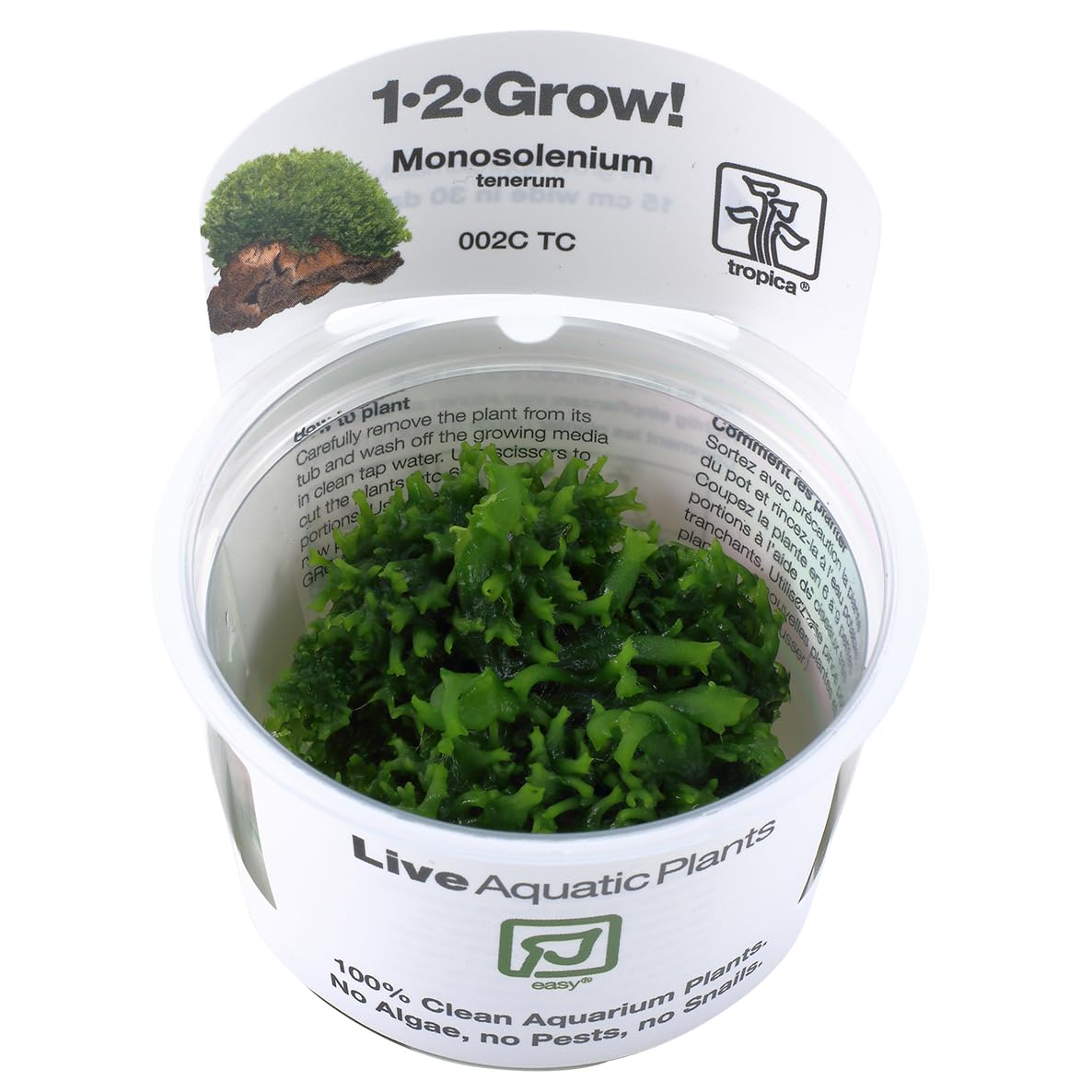 Tropica Monosolenium tenerum liverwort 1-2-Grow Tissue Culture In Vitro Live Aquarium Plant Shrimp Safe & Snail Free
