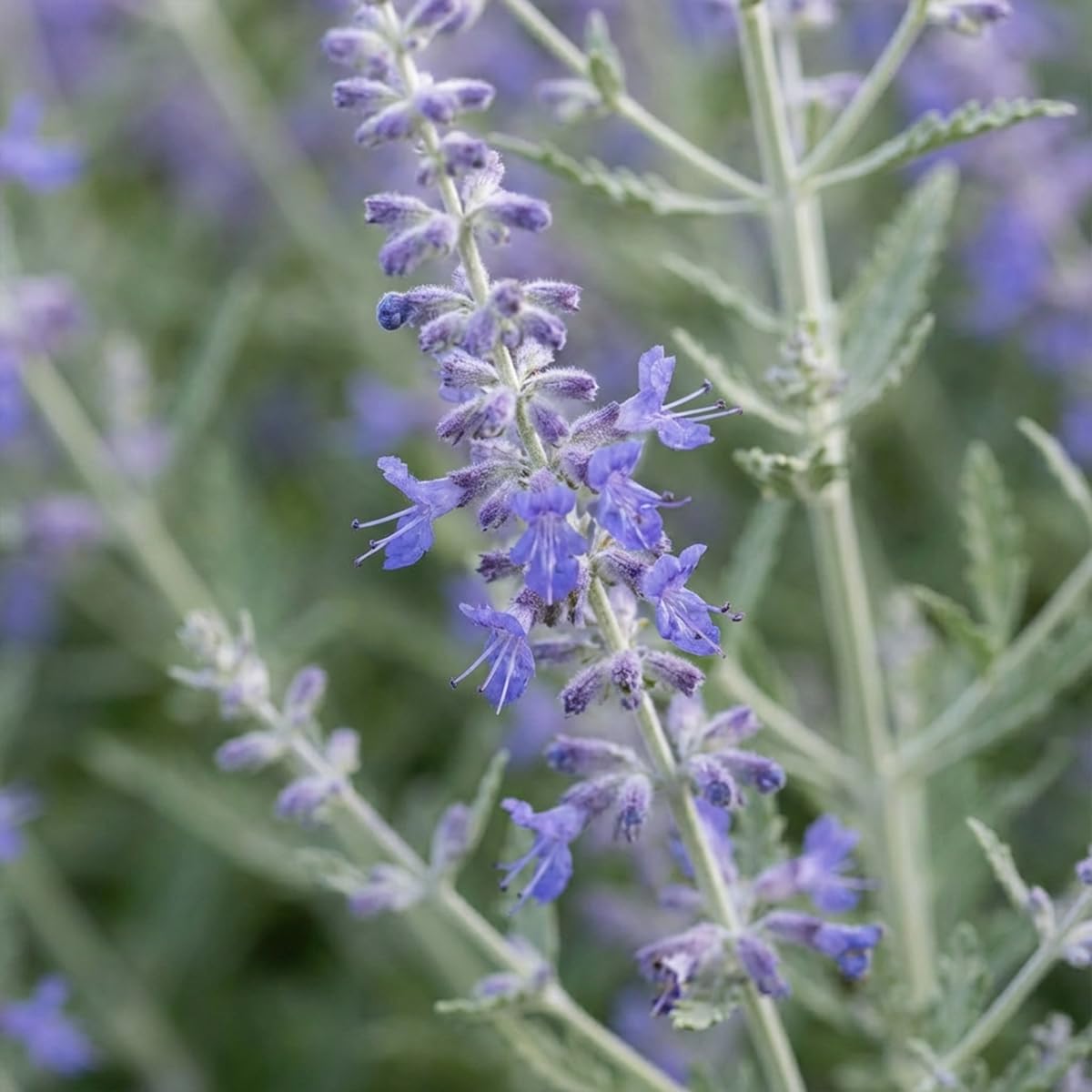 Bloomique - Perovskia Atriplicifolia Prime Time - Salvia russa - Piante da giardino - Resistenti all'inverno - Altezza 30-50 cm - Vaso 19 cm
