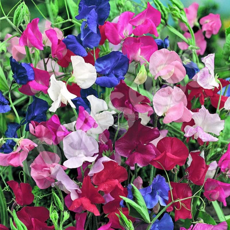 Zabbus Seeds Sweet Pea Mixed Colour Flower Seeds Hybrid F1 Seeds for Home Garden All Season (100 Seed) (B0BHJ23L2B) Amazon Price History, Amazon Price Tracker