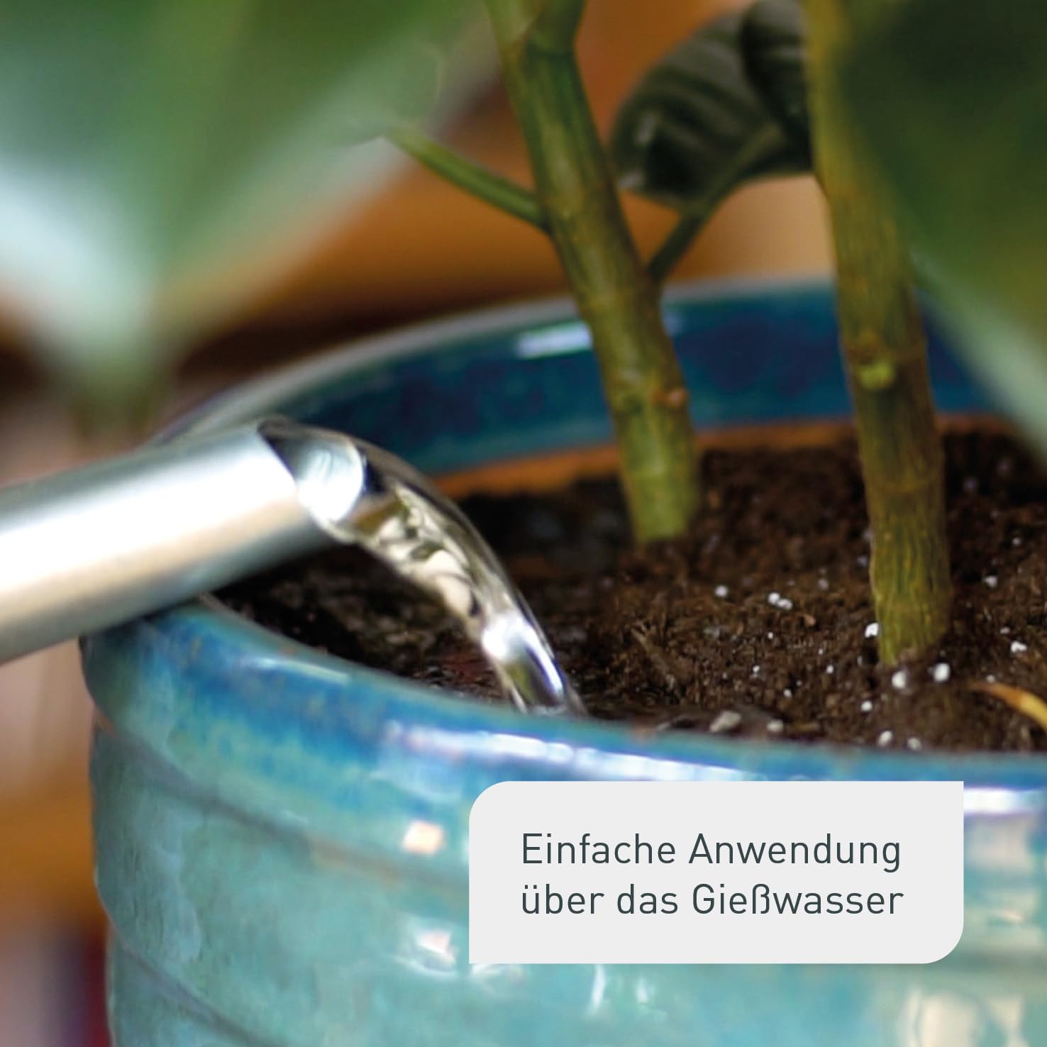 Plantura Bio-Trauermückenfrei Neem, hochwirksames Gießmittel gegen Trauermücken aus Neem, 75 ml für ca. 30 Pflanzen