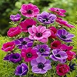 Anemone coronaria De Caen - 20 flower bulbs