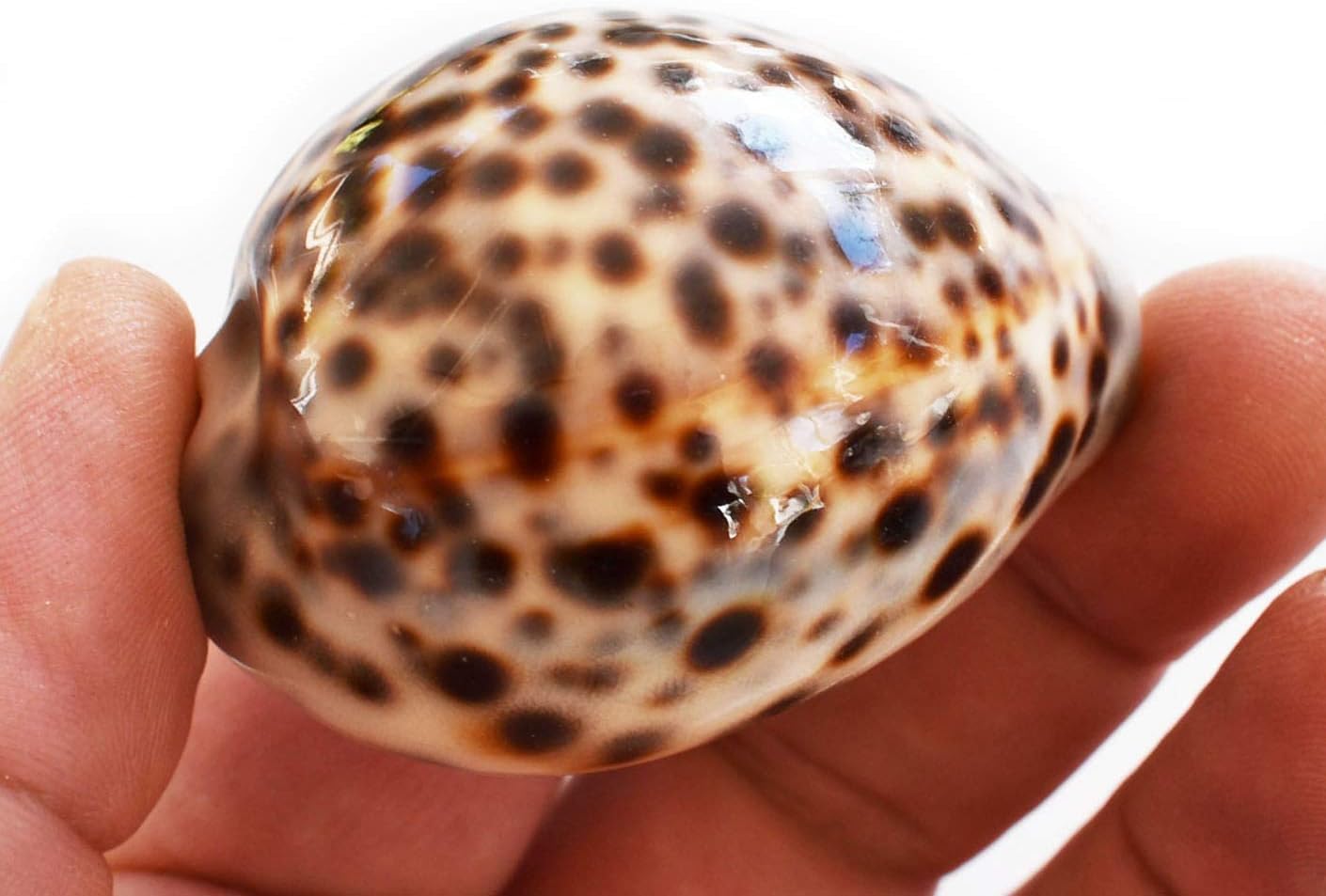 Set of 12 Select Tiger Cowrie (Cypraea Tigris) Shell 2 1/2" (65-75mm) Beach Arts & Crafts