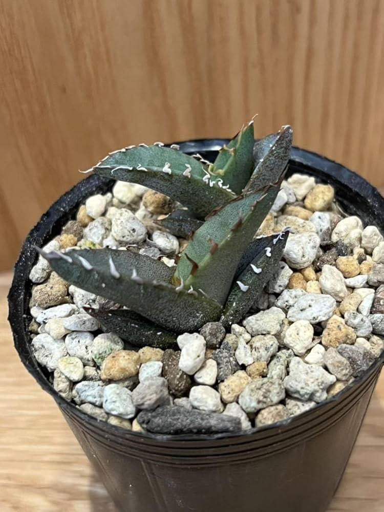 アガベ　チタノタブルー実生　(検オテロイ実生　青葉 青白！ チタノタブルー アガベ 10 チタノタブルー実生_10 2025