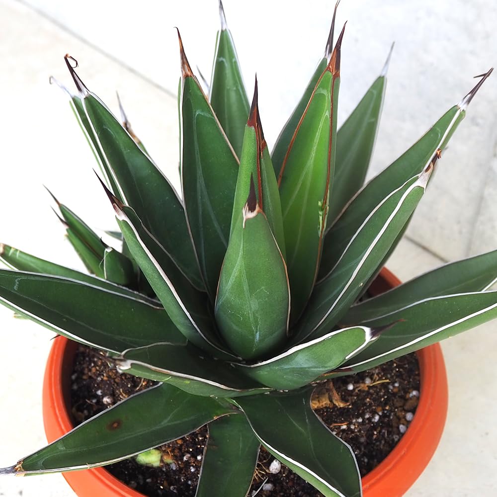 アカベ ケルチョベイ 大株 アガベ ケルチョベイ幅45センチ大株 【公式通販】