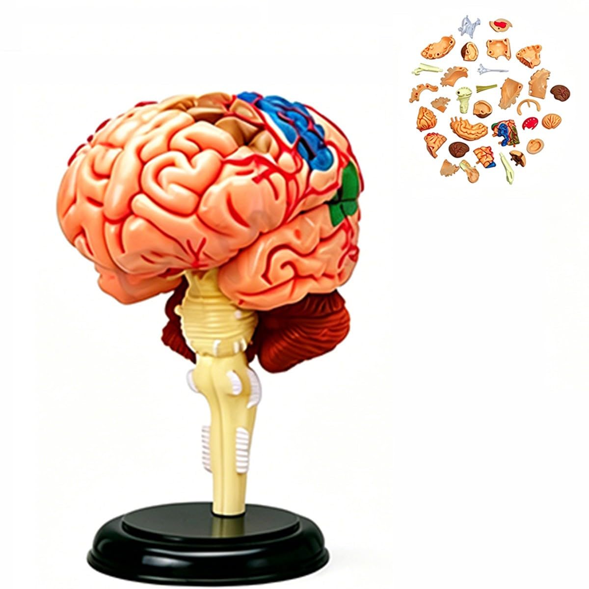 Bananaww Human Brain Anatomy Model 2 Parts Life Size, Color-Coded Brain Model, Anatomically Accurate Human Brain Model for Medical Teaching, Neuroscience Study Classroom Display
