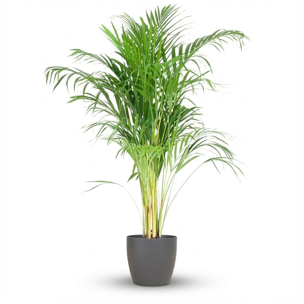 Green boutiQ - Zimmerpflanze - Goldfruchtpalme - Dypsis Lutescens Areca - Grün - Pflegeleicht - 1 Pflanze - mit Potter Grau - Topf 21cm - Höhe 90-100cm