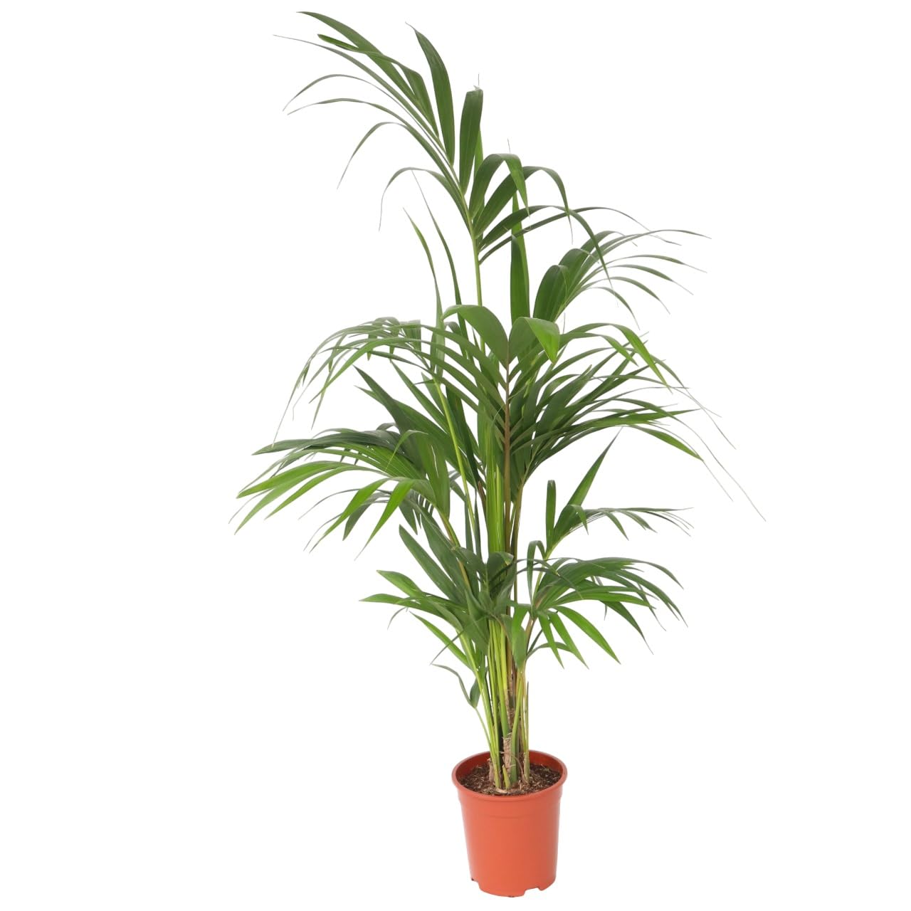 Plant in a Box - Howea forsteriana - Kentia - Palmera de interior - Maceta 21cm - Altura 130-140cm - Planta verde - Siempre verde