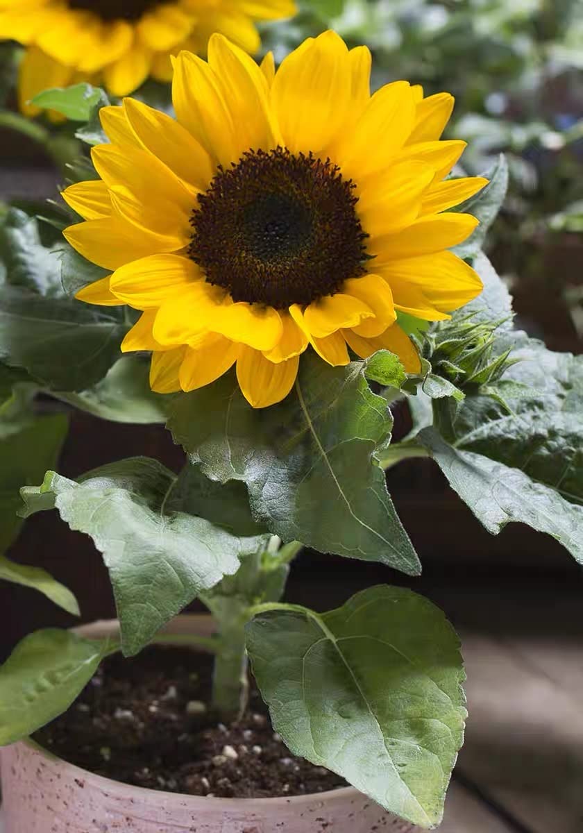 アリー　M&Mソマシードリンク NO-GMO 45 Seeds, Mini Sunflower Seeds Dwarf Sunflower