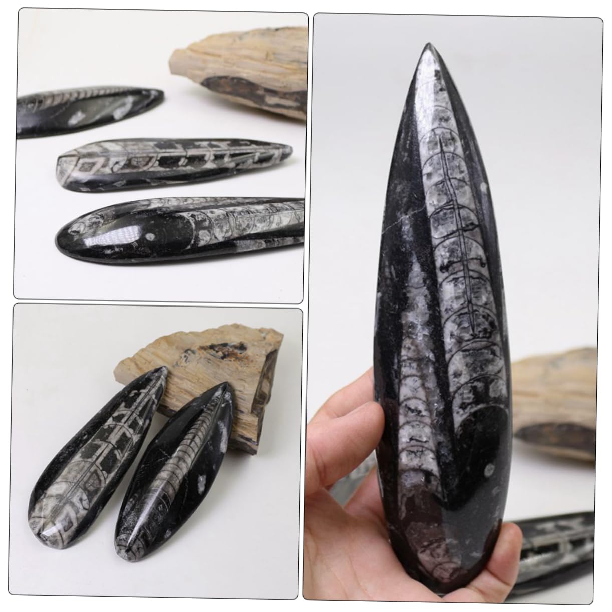 Especímen Fósil de Orthoceras Grande, Mineral Negro, 1 Pieza