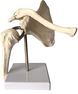 Study Model Shoulder Joint Anatomical Model - Human Simulation Skeleton Model Scapula Anatomy for Science Classroom Study Display Teaching Medical Model SaiFei